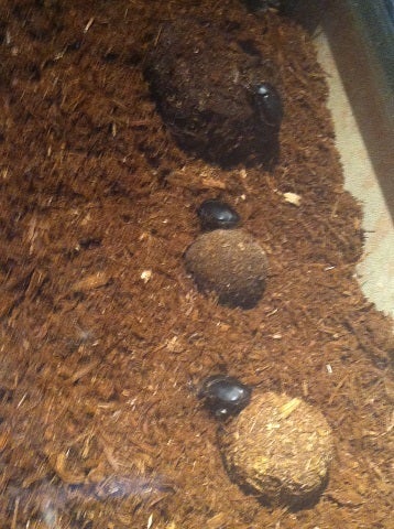 カミカミ大王の適当ブログ♪-ふんころがし