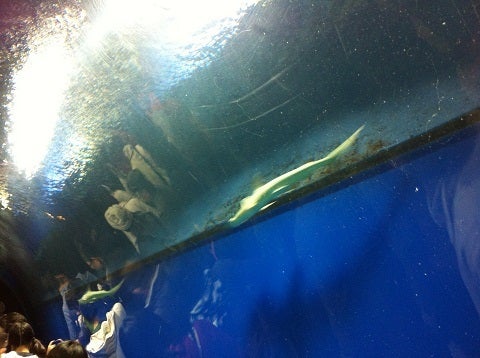 カミカミ大王の適当ブログ♪-海遊館 海の通路 (1)