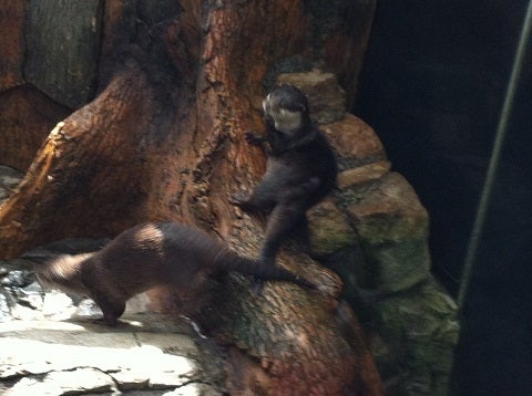 カミカミ大王の適当ブログ♪-海遊館 カワウソ (2)
