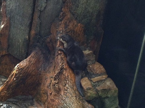 カミカミ大王の適当ブログ♪-海遊館 カワウソ (1)
