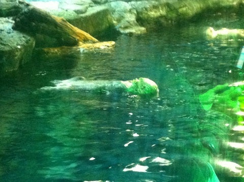 カミカミ大王の適当ブログ♪-海遊館 ラッコ