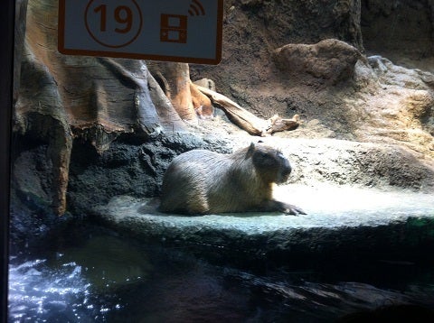 カミカミ大王の適当ブログ♪-海遊館 カピバラ (1)