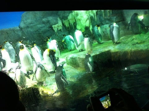 カミカミ大王の適当ブログ♪-海遊館 ペンギン (1)