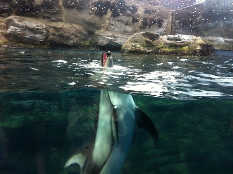 カミカミ大王の適当ブログ♪-海遊館 イルカ