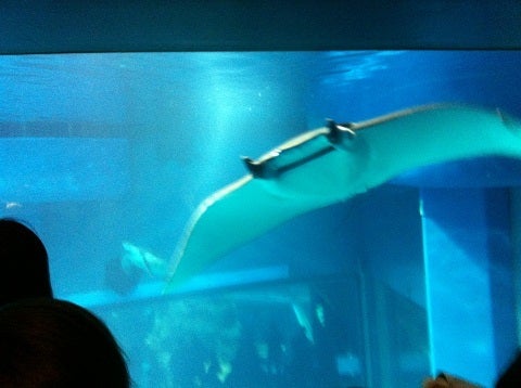 カミカミ大王の適当ブログ♪-海遊館 エイ