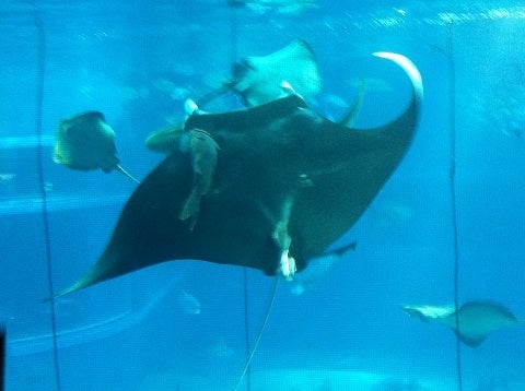 カミカミ大王の適当ブログ♪-エイと背中の魚