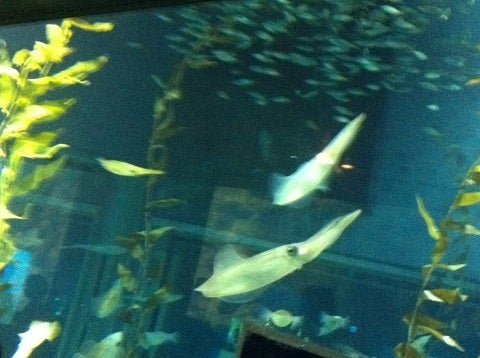 カミカミ大王の適当ブログ♪-海遊館 イカ