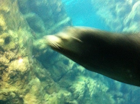 カミカミ大王の適当ブログ♪-海遊館 オットセイ (1)