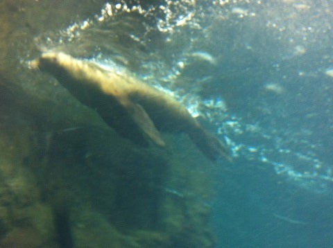 カミカミ大王の適当ブログ♪-海遊館 オットセイ (2)