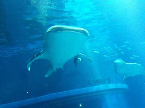 カミカミ大王の適当ブログ♪-海遊館 ジンベイザメ (2)