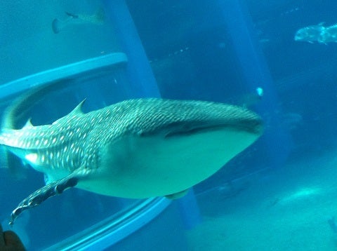カミカミ大王の適当ブログ♪-海遊館 ジンベイザメ (3)