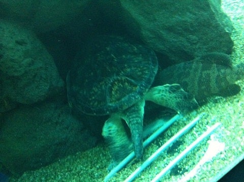 カミカミ大王の適当ブログ♪-海遊館 ウミガメ