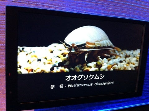 カミカミ大王の適当ブログ♪-海遊館 オオグソクムシ (1)
