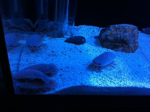 カミカミ大王の適当ブログ♪-海遊館 オオグソクムシ (2)