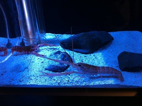 カミカミ大王の適当ブログ♪-海遊館 アカザエビ (2)