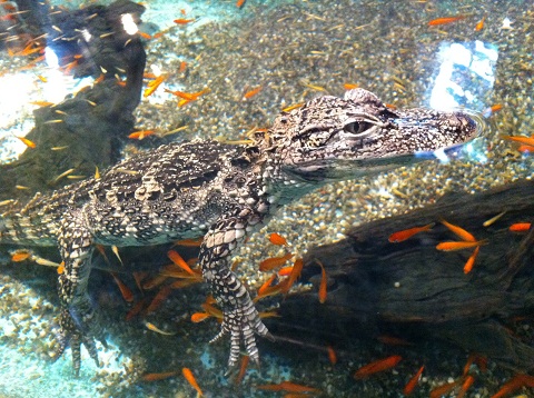 王子動物園 プカーンと浮くワニ