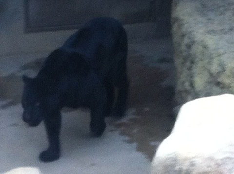 王子動物園 ジャガー