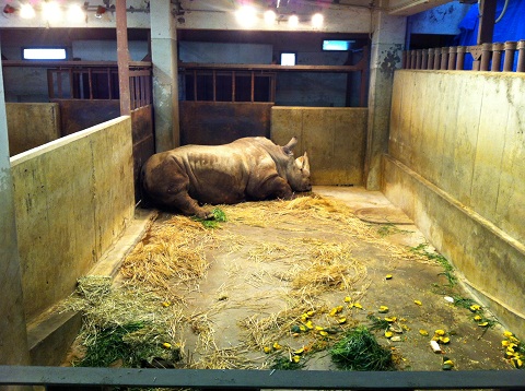 王子動物園 ふてくされて寝るサイ