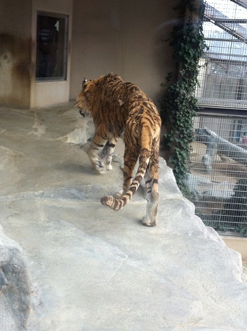 王子動物園 トラの後ろ姿