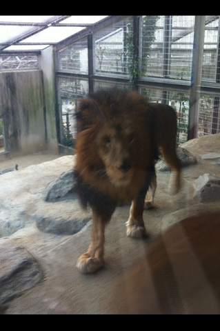 王子動物園 ライオン
