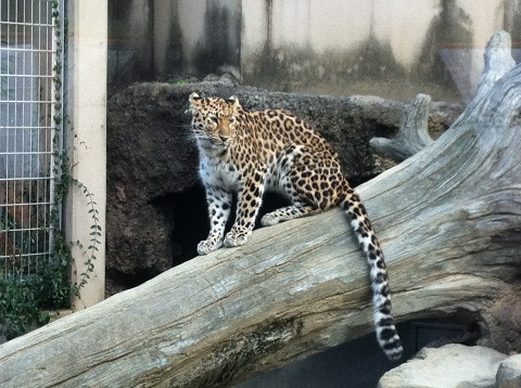 王子動物園 シュッとしたチーター