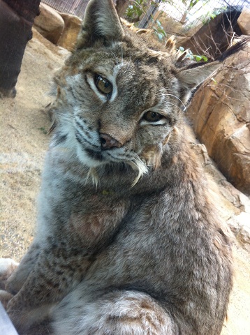 王子動物園 シベリアオオヤマネコ