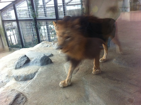 王子動物園 ピンボケのライオン