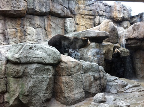 王子動物園 クマ
