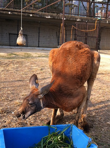 王子動物園 アホ面のカンガルー