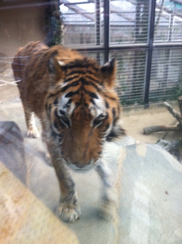 王子動物園 睨んでくるトラ