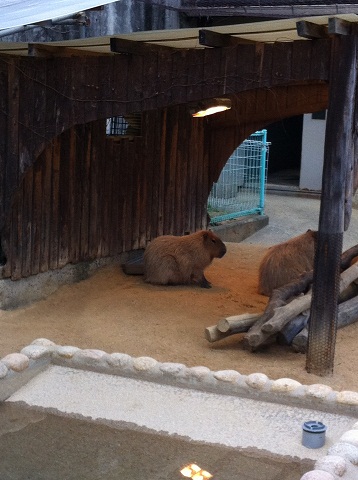 王子動物園 カピバラ