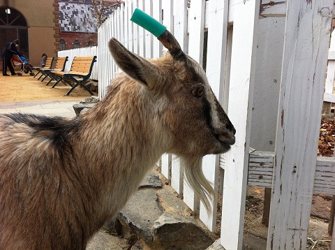 王子動物園 ヤギ (1)