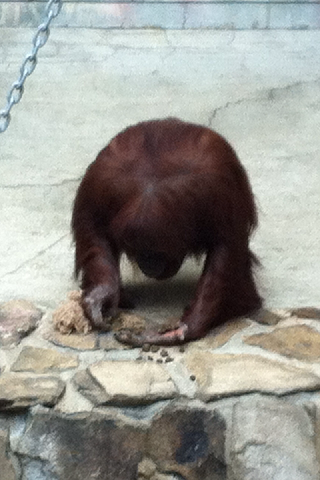 王子動物園 几帳面に小石を並べるオランウータン