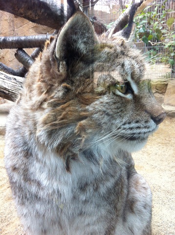 王子動物園 シベリアオオヤマネコ超接写