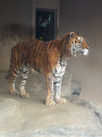 王子動物園 トラ