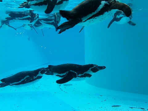 王子動物園 気持ちよさそうに泳ぐペンギン