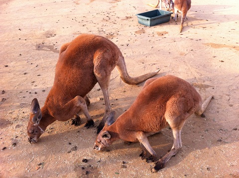 王子動物園 カンガルー