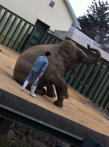 王子動物園 飼育員にホコリを取ってもらうゾウ