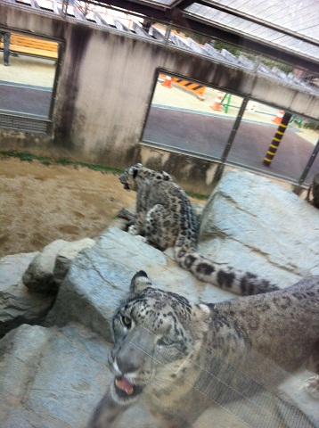 王子動物園 チーター