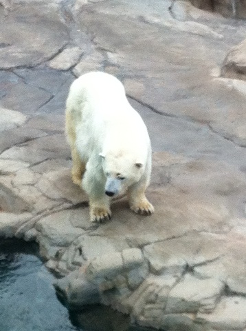 王子動物園 ホッキョクグマ