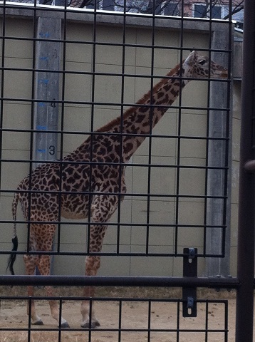 王子動物園 キリン