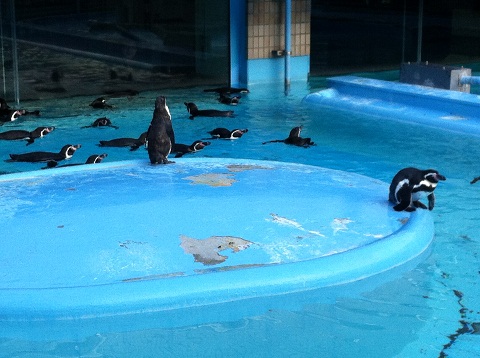 王子動物園 ペンギン