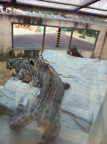 王子動物園 そそくさと去るチーター