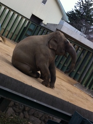 王子動物園 ゾウ