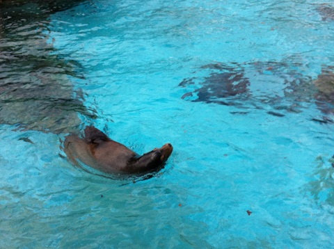 王子動物園 アシカ