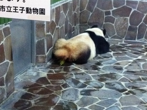 王子動物園 パンダ ウンコ