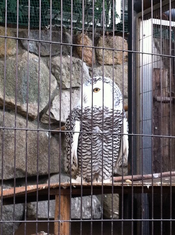 王子動物園 フクロウ
