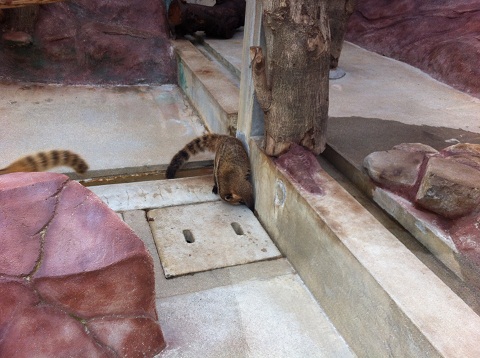 王子動物園 アカハナグマ