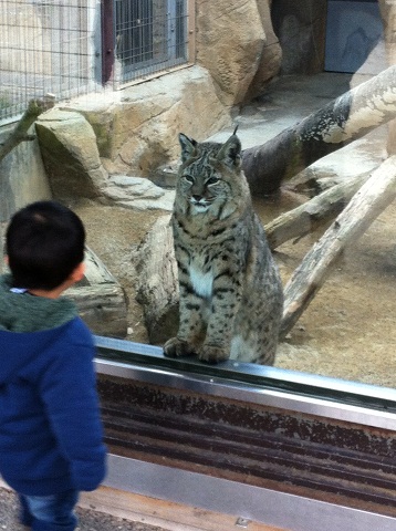 王子動物園 子供を見つめるボブキャット