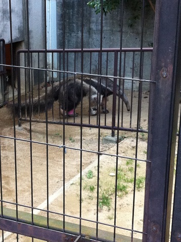王子動物園 オオアリクイ